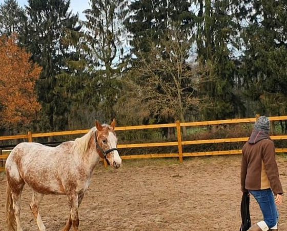 Weiterbildung zur Pferdeverhaltenstherapeutin bei Pferde-Stärken von Julia Neßler